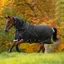 Horseware Amigo Bravo 12 Plus Turnout Medium - Black/Strong Blue/Black