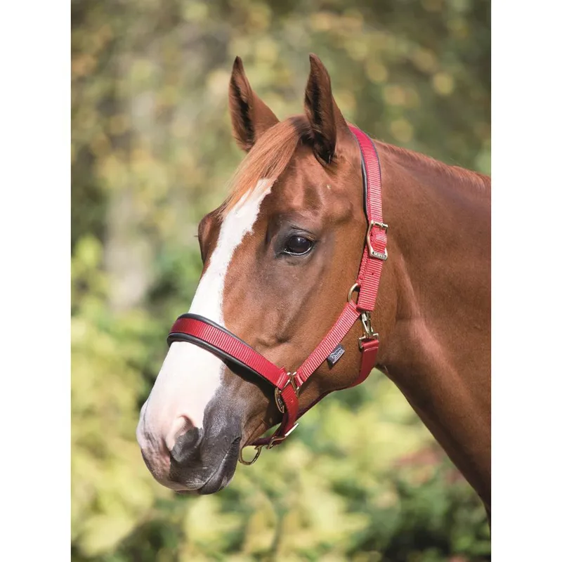 Shires Deluxe Padded Headcollar - Red