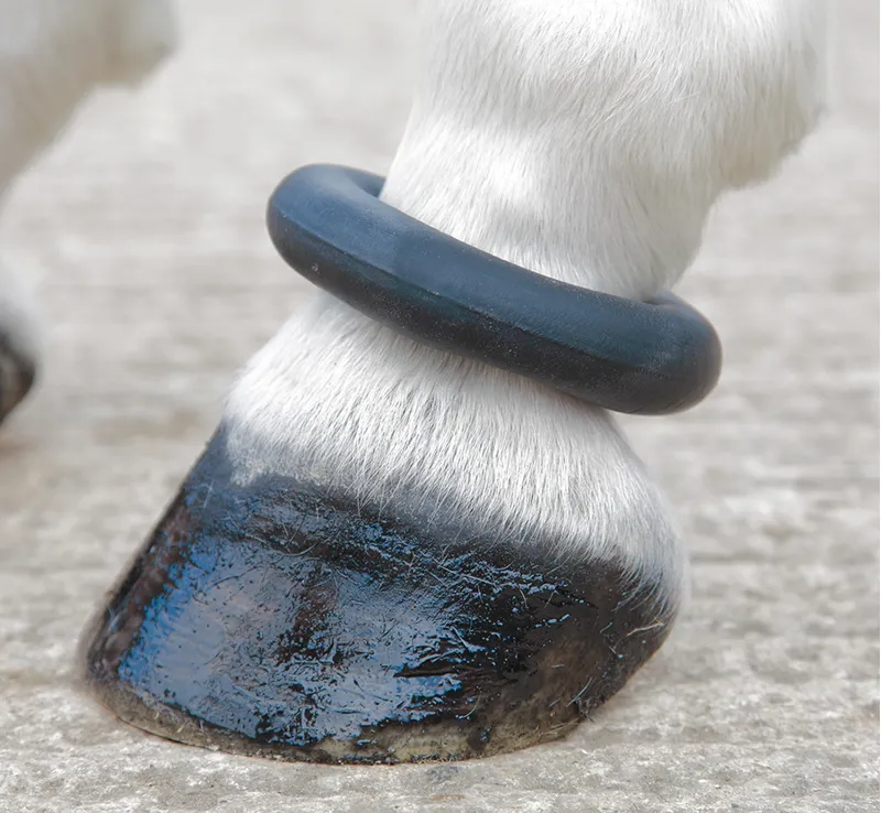 Shires One Size Fetlock Ring In Black