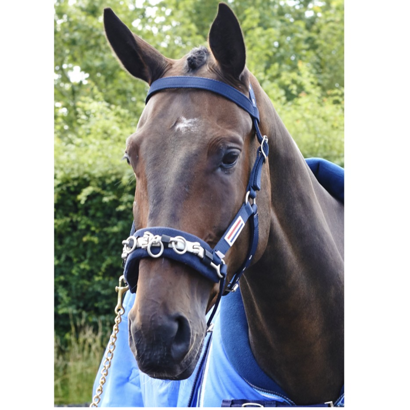 John Whitaker Lunge Cavesson - Navy-1