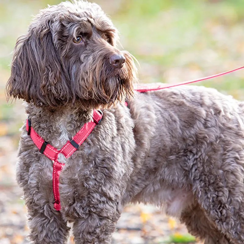 Shires Digby and Fox Webbing Dog Harness - Pink-1