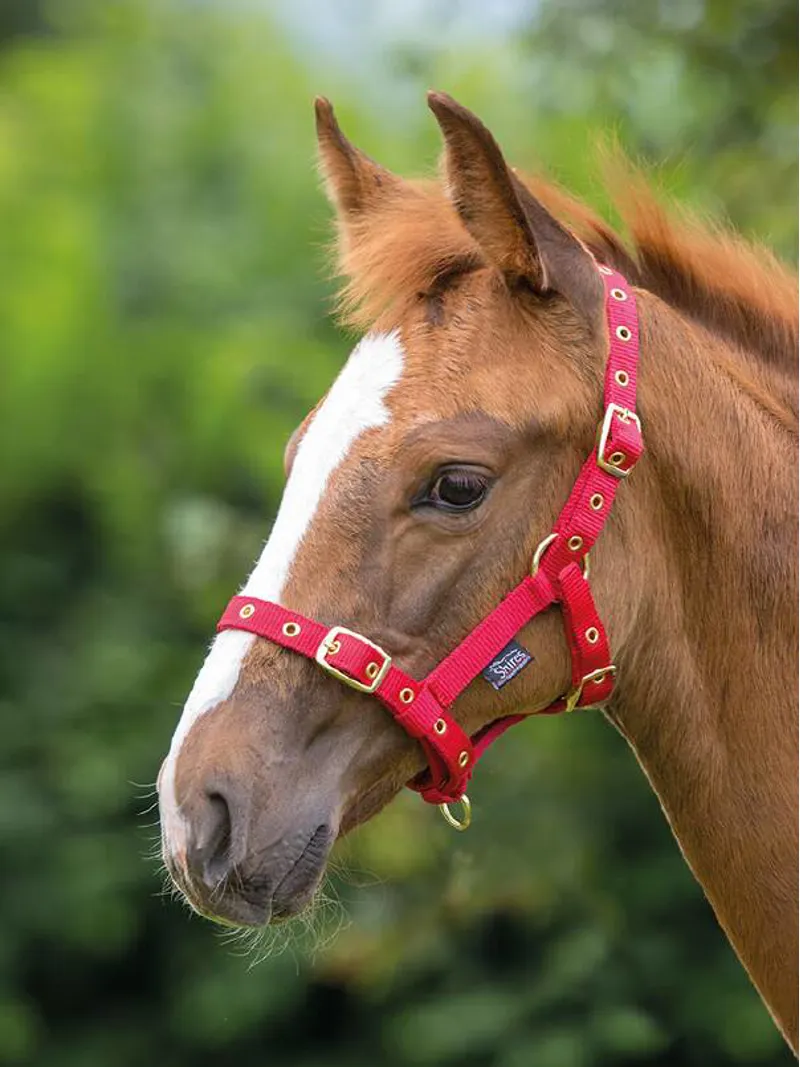 Shires ARMA Foal Headcollar - Red
