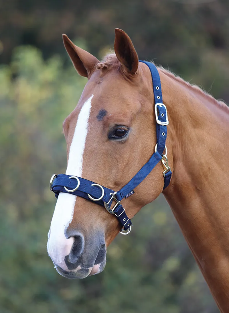 Shires Economy  Lunge Cavesson In Blue