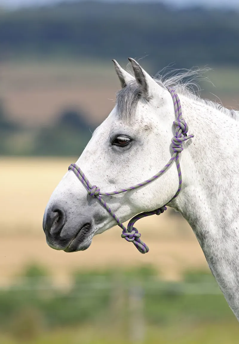 Shires ARMA Rope Control Headcollar - Purple/Black