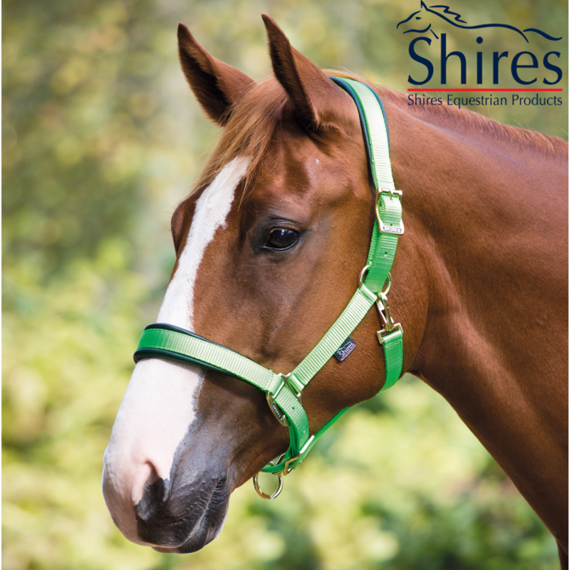 Shires Deluxe Padded Headcollar - Green