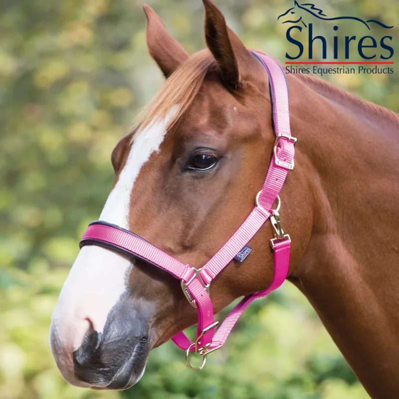 Shires Deluxe Padded Headcollar - Pink