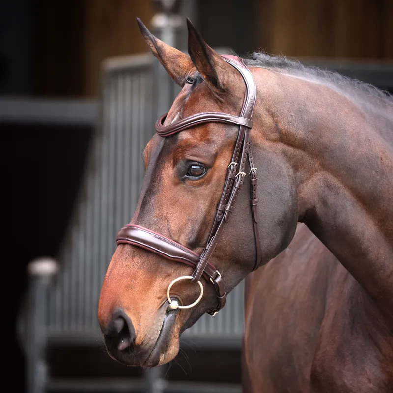 Shires Velociti Lusso Elite Padded Cavesson Bridle - Havana