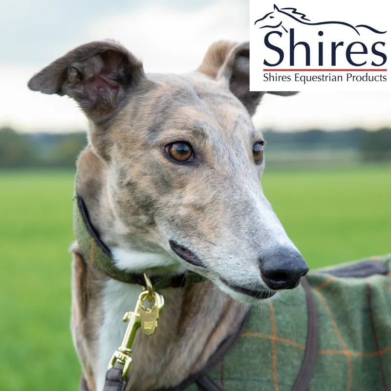 Digby And Fox Tweed Greyhound Collar - Red/Yellow/Blue Check-1