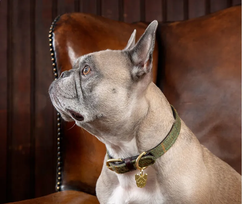 Digby And Fox Tweed Dog Collar - Red/Yellow/Blue Check-1