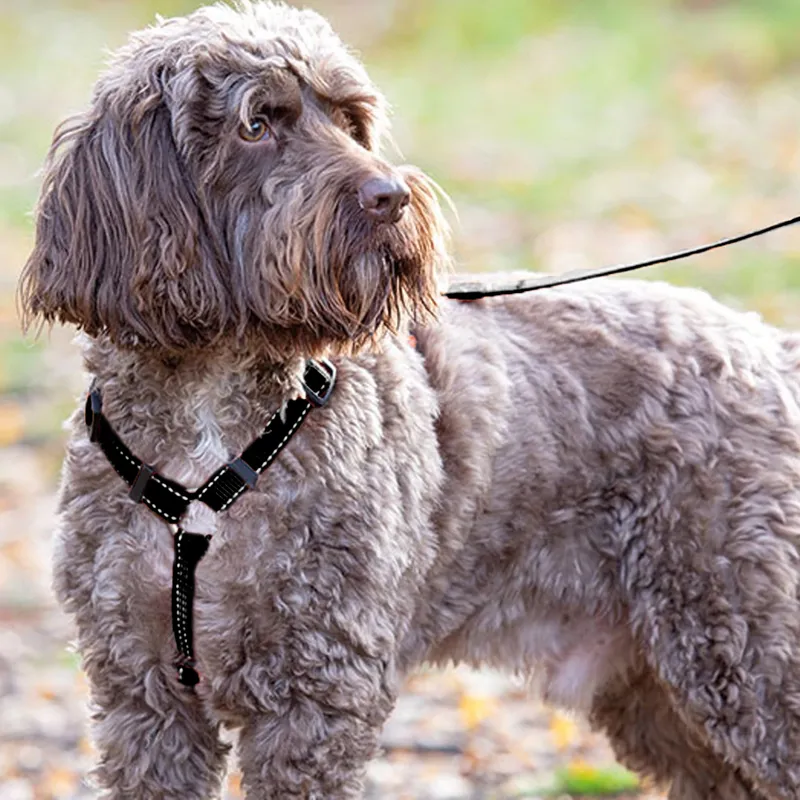 Shires Digby and Fox Webbing Dog Harness - Black