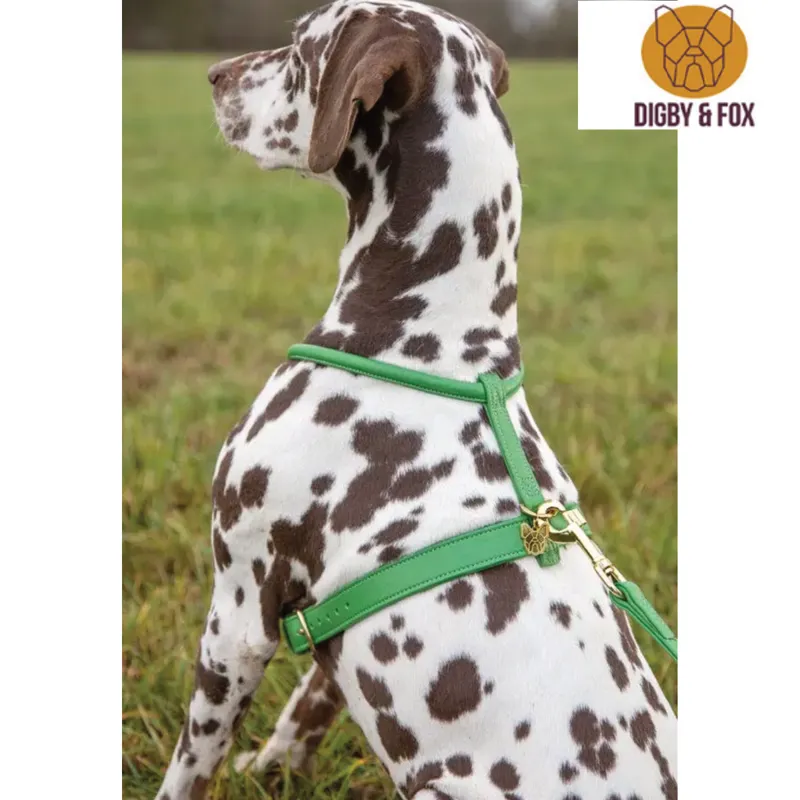 Digby and Fox Rolled Leather Dog Harness - Blue