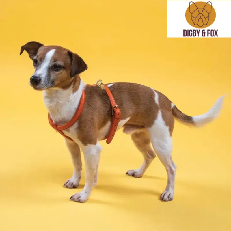 Digby and Fox Rolled Leather Dog Harness - Purple