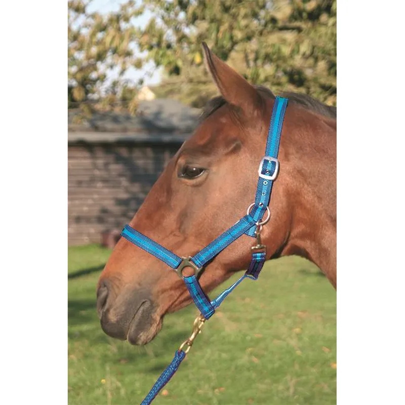 JHL Standard Headcollar - Navy/Light Blue