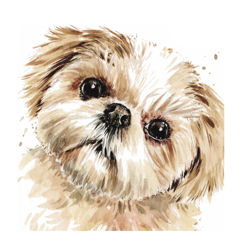 Puppy Dog Eyes Greetings Card - Shih Tzu