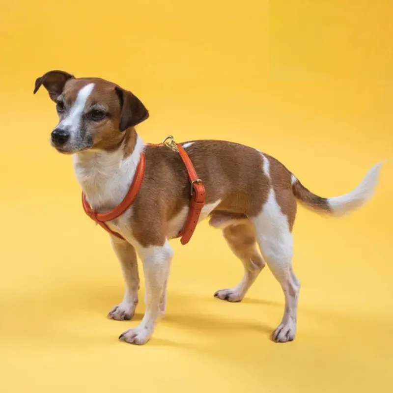 Digby and Fox Rolled Leather Dog Harness - Orange