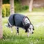 Horseware Amigo Ripstop Dog Rug Coat - Navy Horseware Print - PRE ORDER