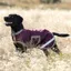 Horseware Amigo Ripstop Dog Rug Coat - Fig/Navy/Tan