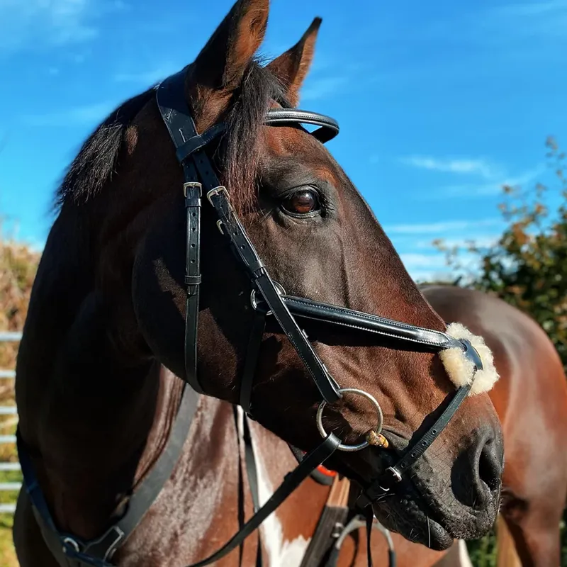 Cameo Core Collection Anatomic Grackle Bridle With Reins - Black-1