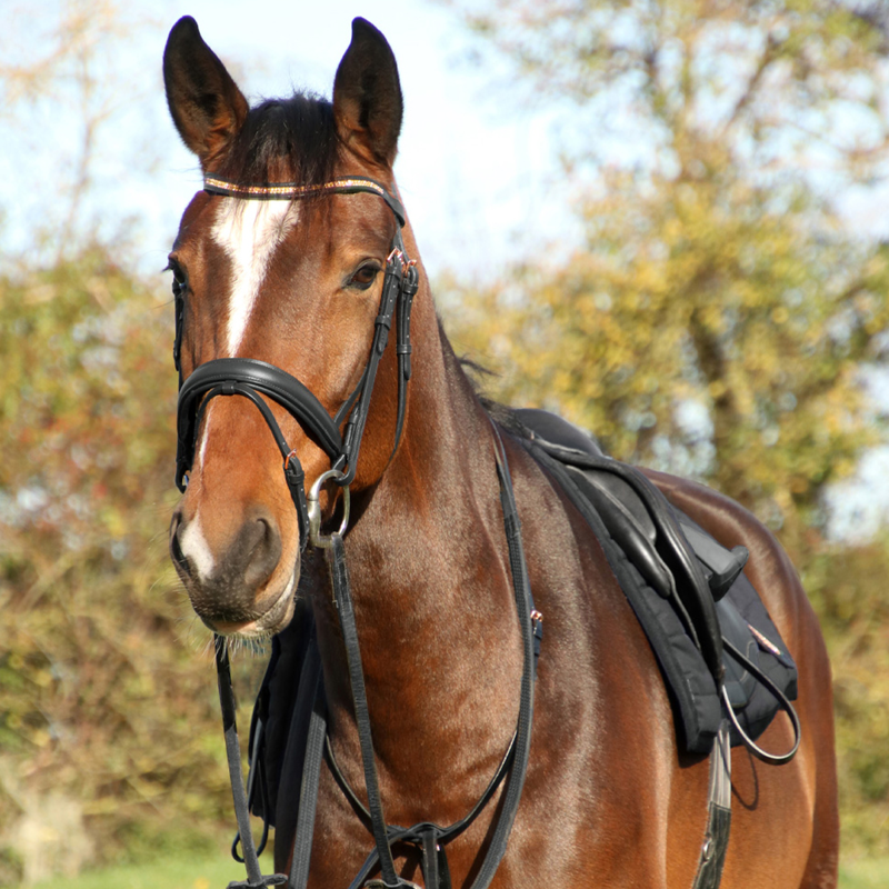 Hy Equestrian Rosciano Rose Gold Bridle - Brown-1