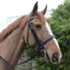 Mackey Classic Double Bridle - Brown