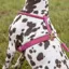 Shires Digby And Fox Rolled Leather Dog Harness - Pink