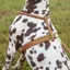 Shires Digby And Fox Rolled Leather Dog Harness - Tan