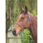Shires ARMA Rope Control Headcollar - Navy/White 