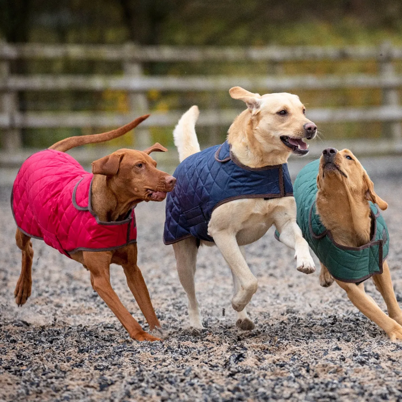 Shires Digby And Fox Heritage Dog Rug Coat - Indigo-2