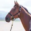 Shires Topaz Nylon Headcollar - Black