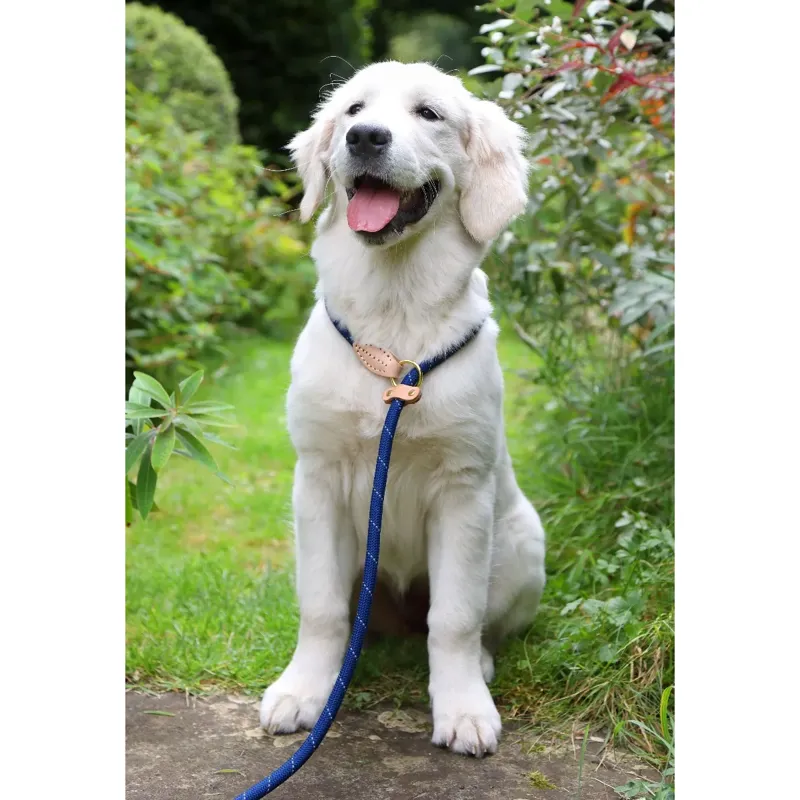 Digby And Fox Reflective Slip Dog Lead - Royal