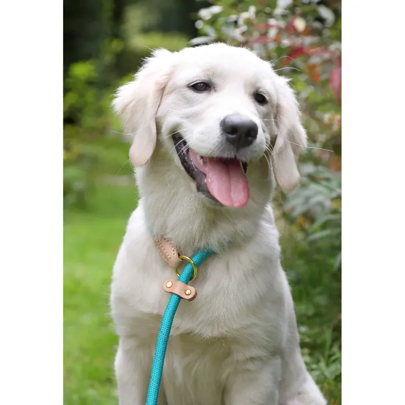 Digby And Fox Reflective Slip Dog Lead - Teal