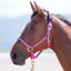 Shires Topaz Nylon Headcollar - Raspberry