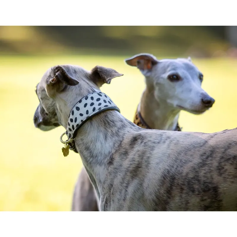Digby And Fox Cow Hair Greyhound Collar - Spot-1