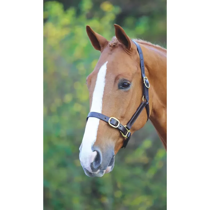 Shires GARA Fully Adjustable Leather Headcollar - Havana