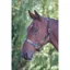 Velociti GARA Leather Polo Headcollar - Purple/Dark Green/Yellow