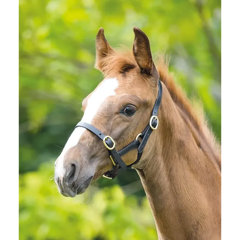 Shires Velociti GARA Adjustable Leather Headcollar - Black