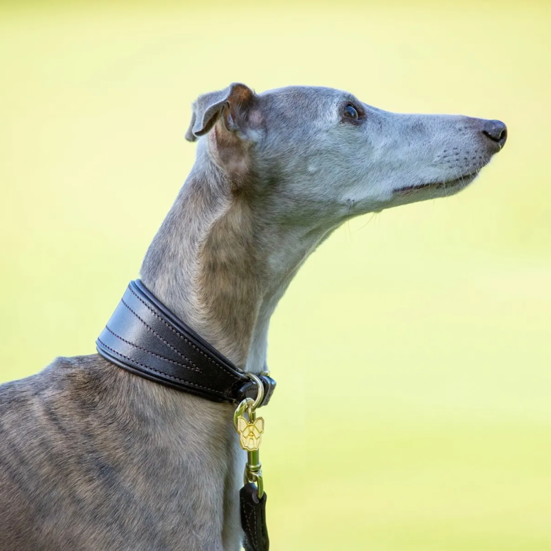 Shires Digby And Fox Padded Greyhound Collar - Black-1