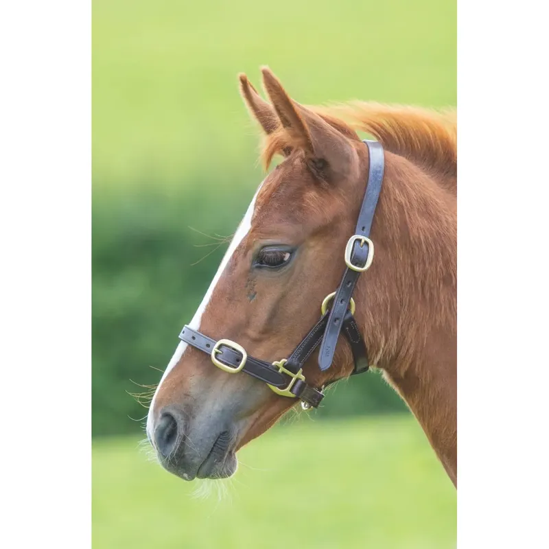 Shires Velociti GARA Adjustable Leather Headcollar - Havana