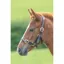 Shires Velociti GARA Adjustable Leather Headcollar - Havana