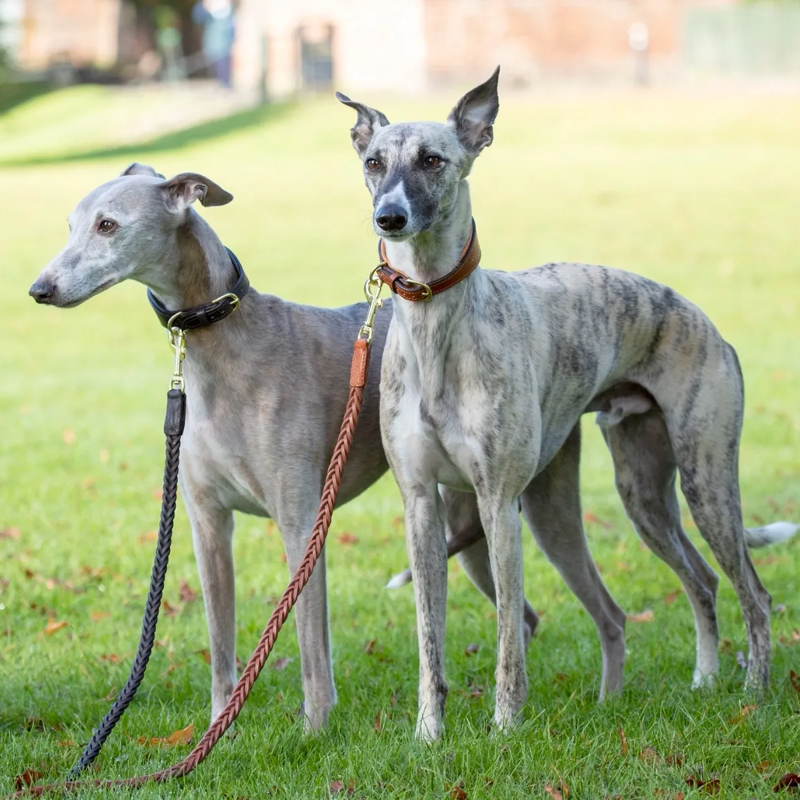 Shires Digby And Fox Padded Greyhound Collar - Tan-2