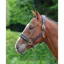 Velociti GARA Cushioned Travel Headcollar - Black 