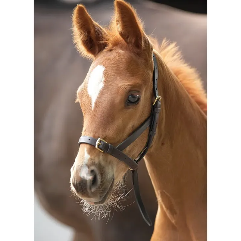 Shires Velociti GARA Leather Foal Slip - Havana