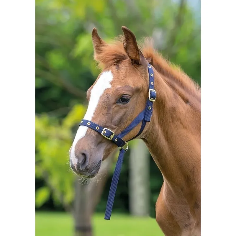 Shires ARMA Foal Slip Foal - Navy