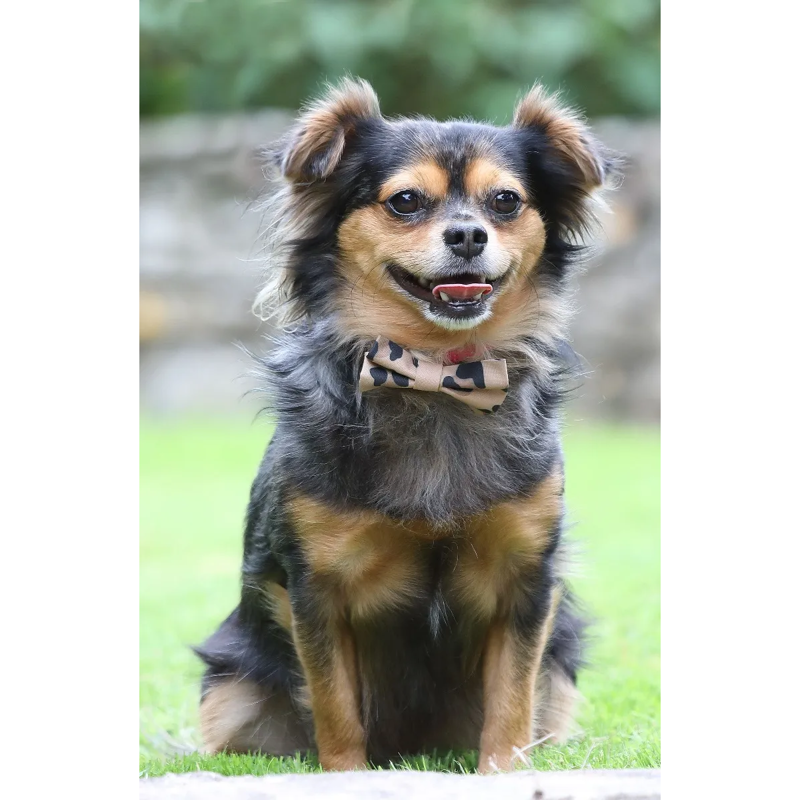 Digby And Fox Bow Tie - Leopard Print-1