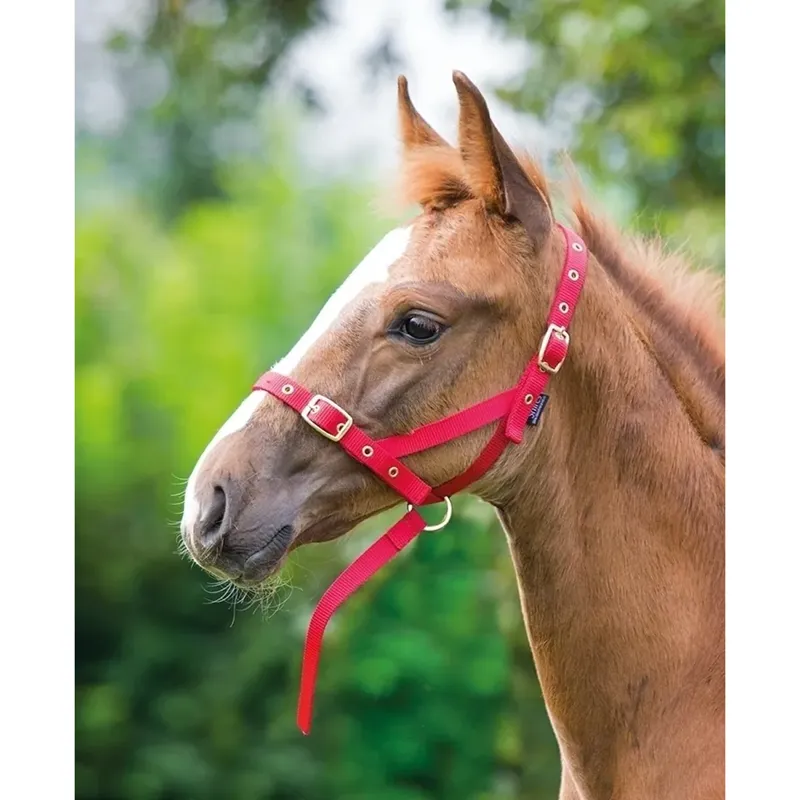 Shires ARMA Foal Slip Foal - Red 