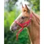 Shires ARMA Foal Slip Foal - Red 
