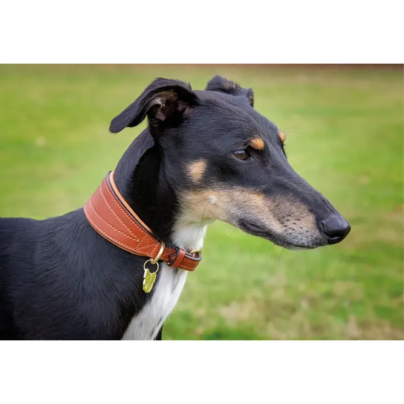 Shires Digby And Fox Padded Greyhound Collar - Tan-1