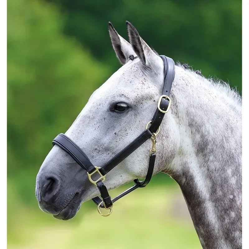 Shires Velociti GARA Leather Travel Headcollar - Black