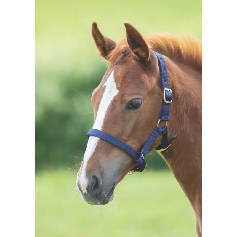 Shires ARMA Foal Headcollar - Navy