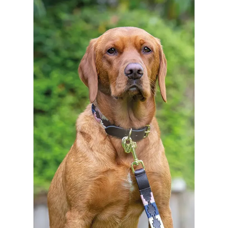 Shires Digby And Fox Drover Polo Dog Collar - Navy/Pink/Natural-1